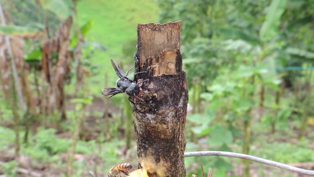 Footage Of Queen Garden Fauna On Top Tree