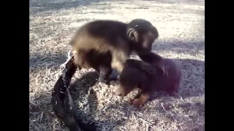 These Adorable Baby Monkeys - Cheeky Monkey