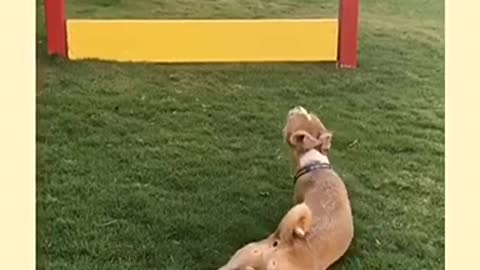 Brown dog lays on grass near yellow fences