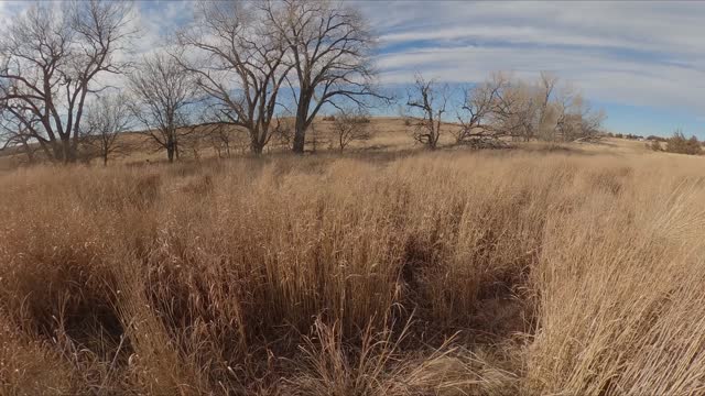 Kansas Quail Hunting 2022