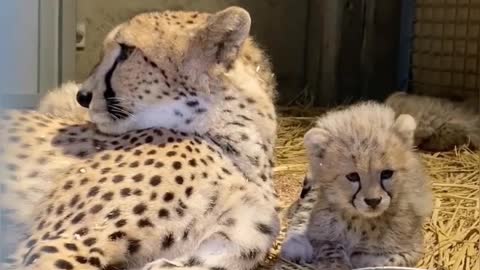 Amazing animals prank videos