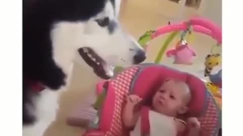 Husky Calms Baby To Stop His Cry.