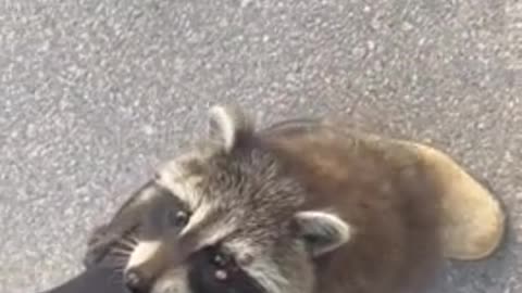 Rumble / Funny & Cute Animals — This is what happens when you call over a baby raccoon. Too cute