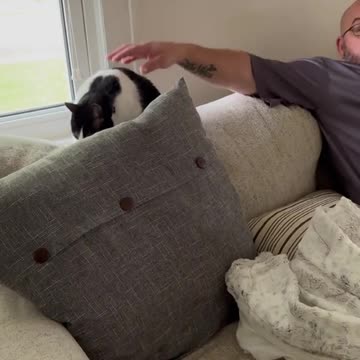 Kitty Chatter and Covid WTF