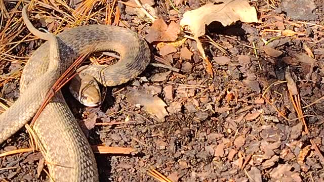 Snake I found while raking