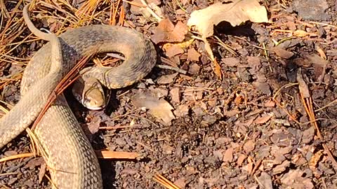 Snake I found while raking