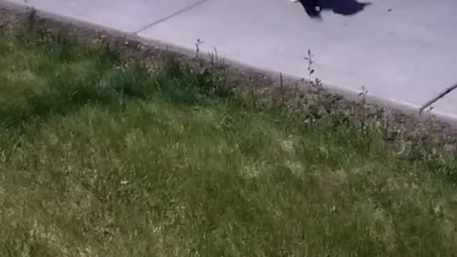 My Kitty is Such a Pussy