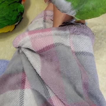 There's a parrot in my pants!!