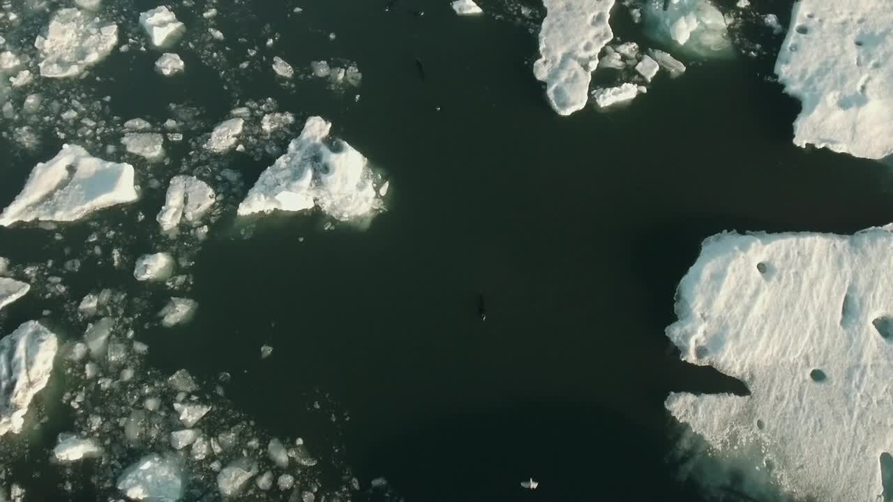 Sea bird flying over seals