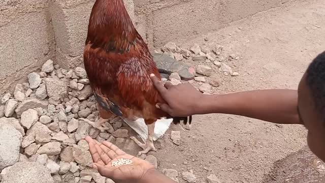 SHEDI tries to befriend his big hen.