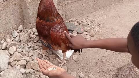 SHEDI tries to befriend his big hen.