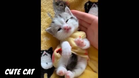Cute cate -Cutest baby cat videos