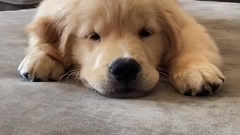 I Love Pets - Funny Pets Video Clips #Funny Pets