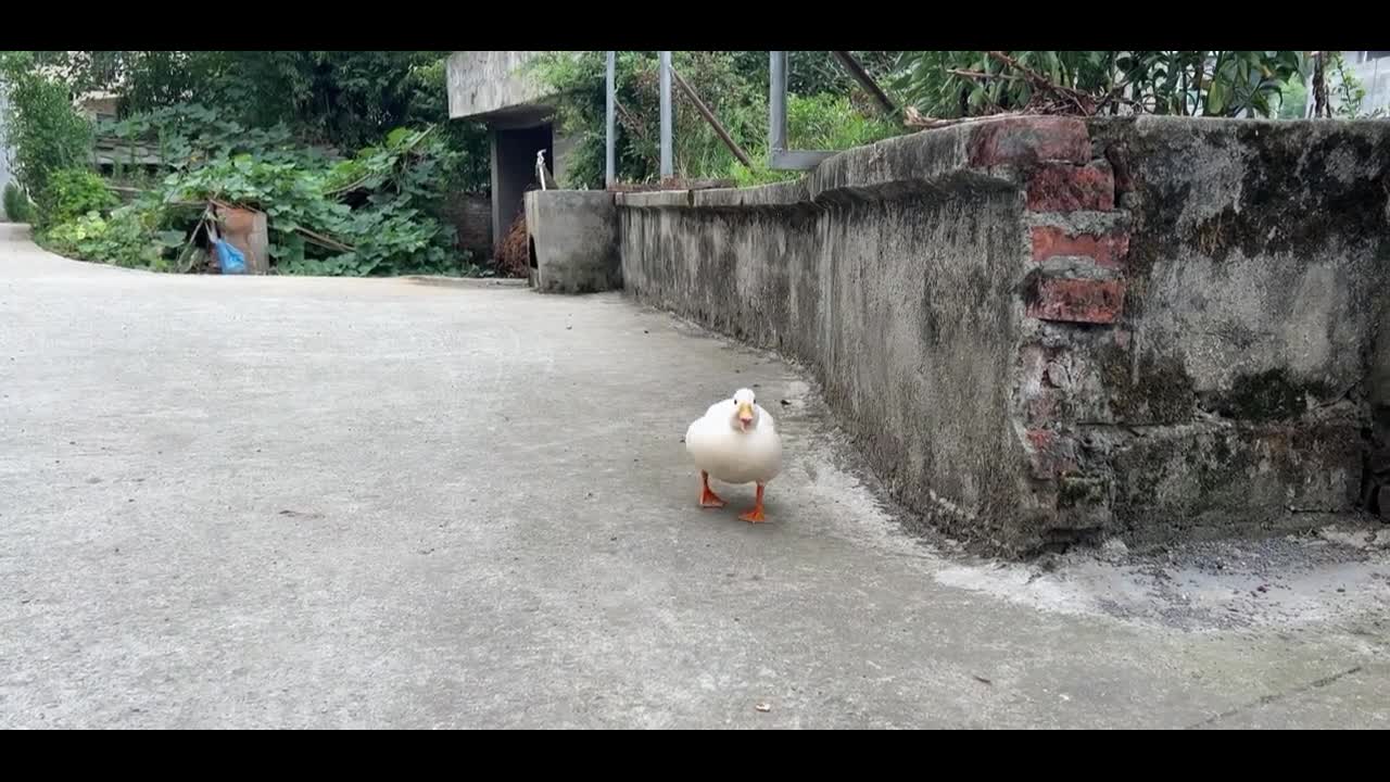 cute white duck