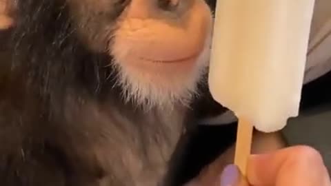 Monkey liking sweet, funny monkey