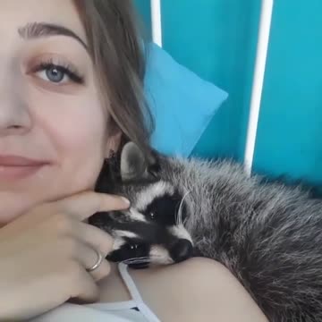 Cuddly raccoon friend