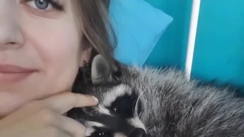 Cuddly raccoon friend