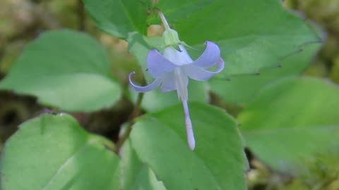 Scouler's Harebell