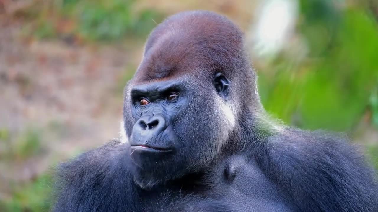 amazing gorilla video