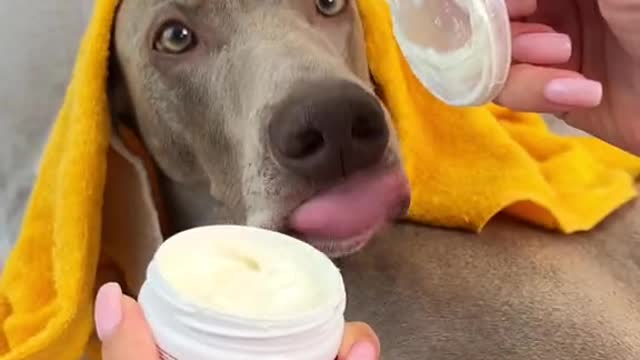 Chien dans la toilette