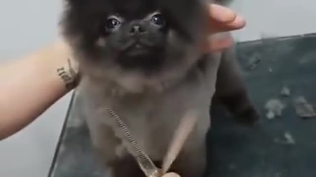 Dog dancing to music while getting a haircut by listen music