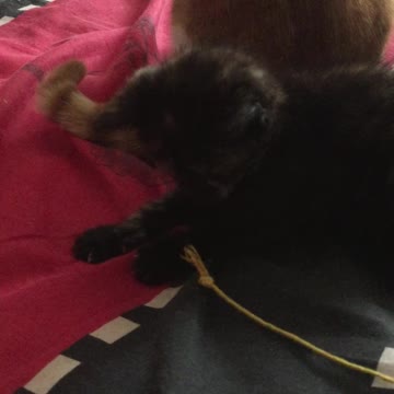 Tiny black kitten playing with string