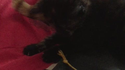 Tiny black kitten playing with string