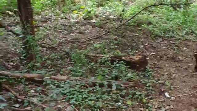 Border collies running through peaceful mountains.