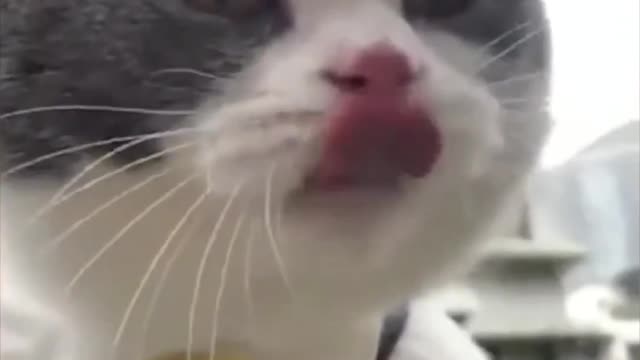 Viral taking cat