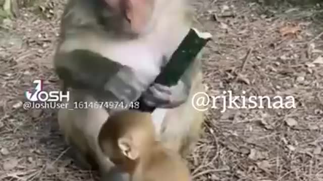 Baby 💓 monkey funny videos