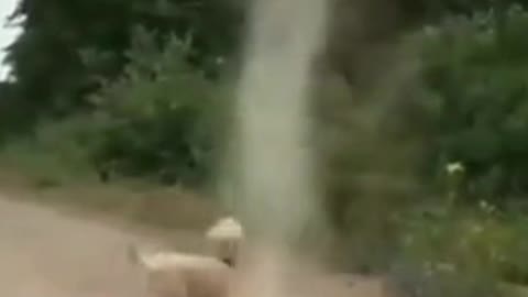 Dog Chases Tornado...