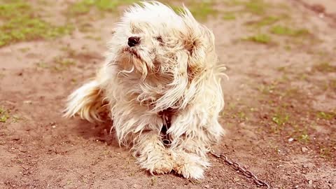 ute dirty bichon having fun in the chain, the dog in the yard