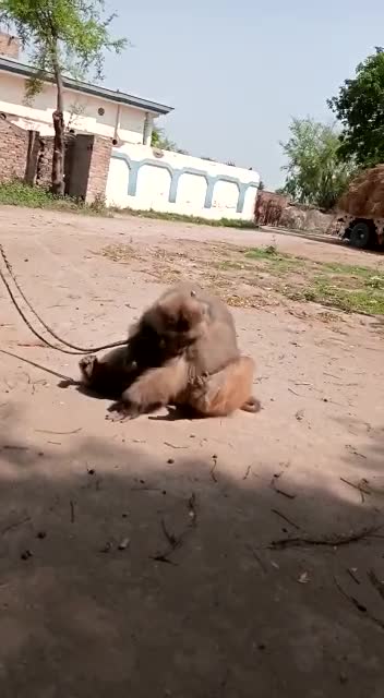 Monkey angry and upset