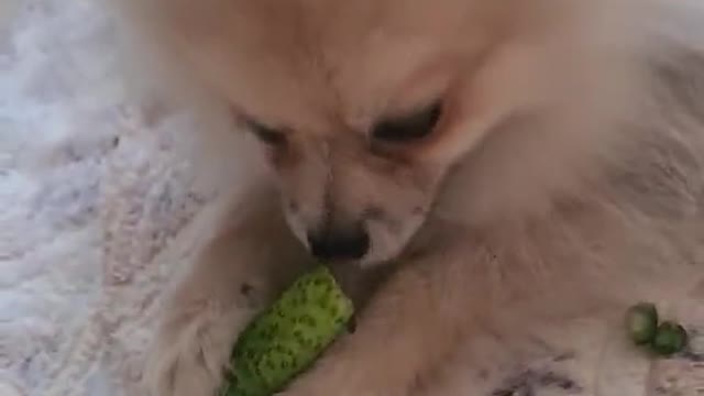 Funny dog