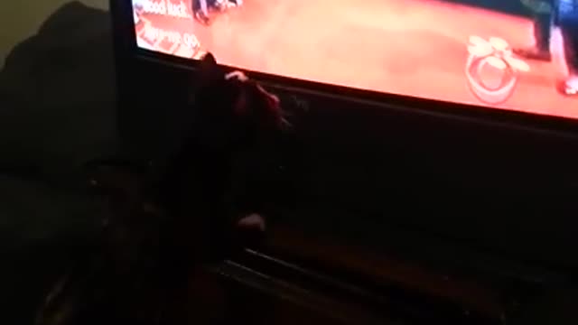 My Cat Puzzle playing with the wheel on TV