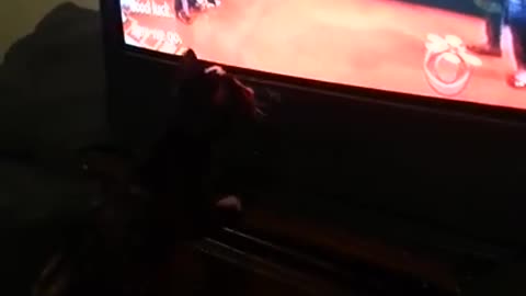 My Cat Puzzle playing with the wheel on TV