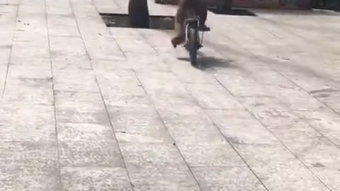 Jumping monkey 🐒🐒🐒🐒
