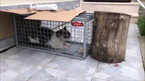MAFIA CAT