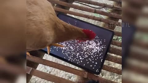 Funny animals | animals funny clips | animals fun