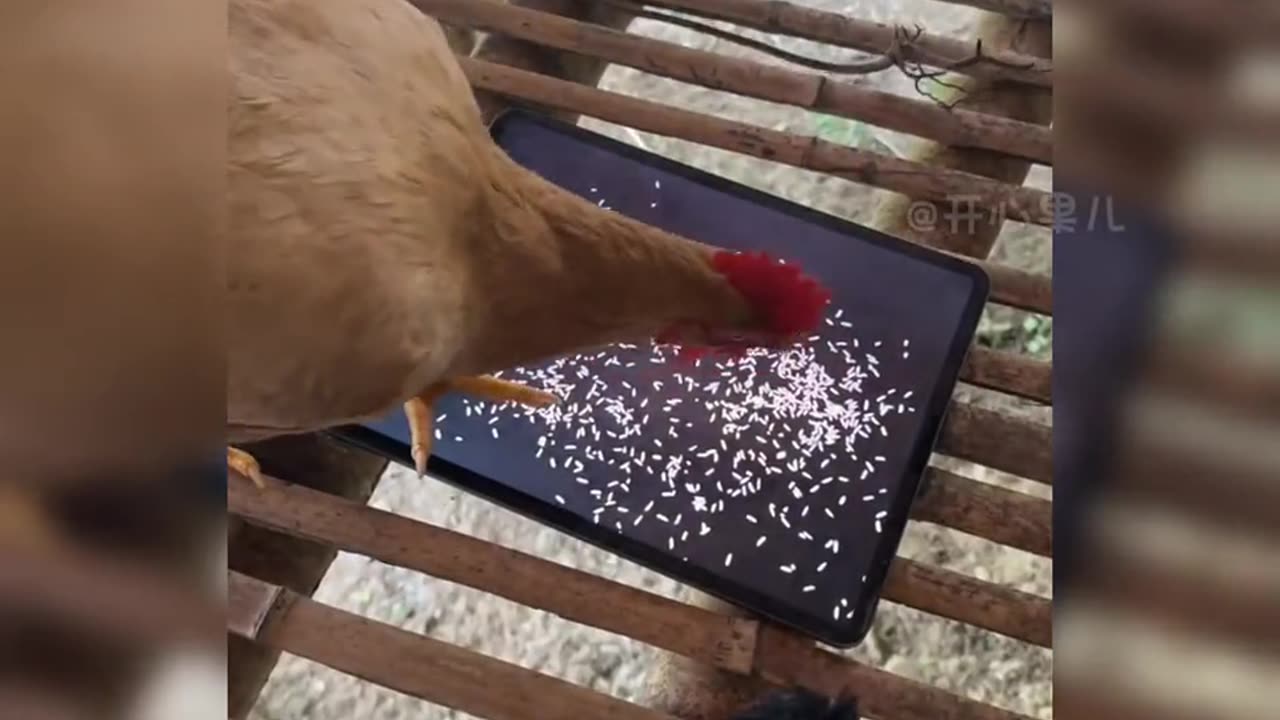 Funny animals | animals funny clips | animals fun