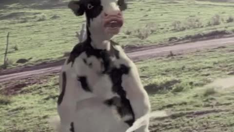 The cow from the place