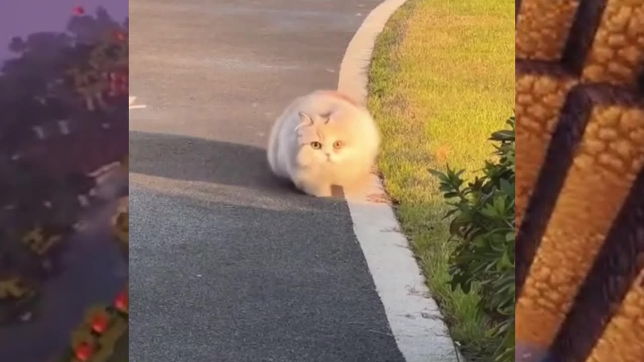 A Running Fluffy Cloud😂