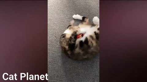 THE TOY IS ATTACKING THE CAT AND THE CAT RAN AWAY😂😂