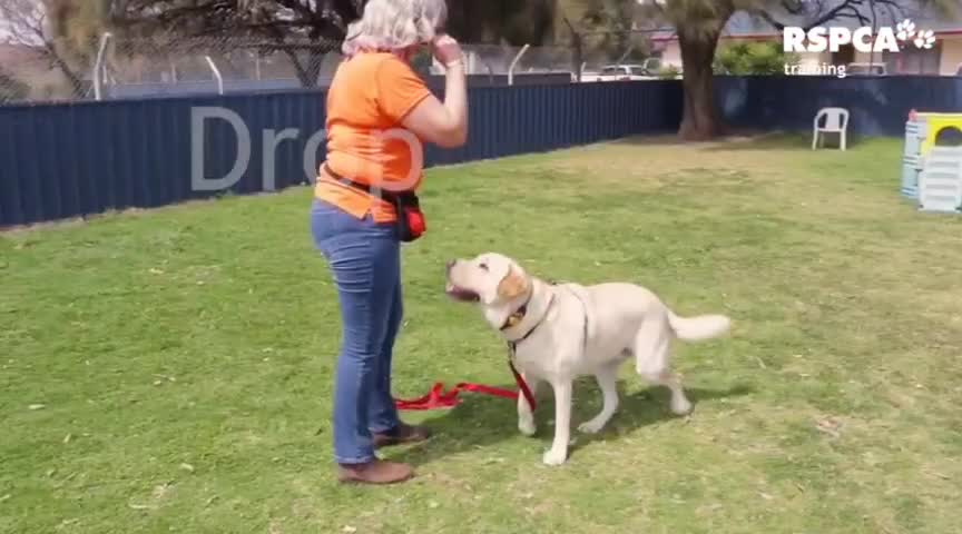 Best way to train your dog