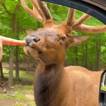 Incedible Moose Video