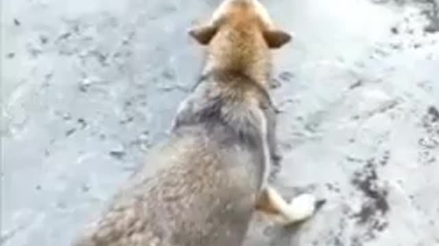 Chicken VS Dog Fight - Funny Dog Fight Videos