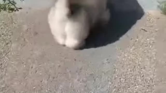 😂funny dog and cat moments