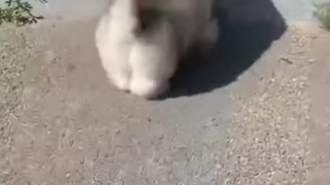 😂funny dog and cat moments
