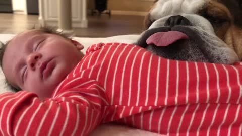 Bulldog and Baby Buds