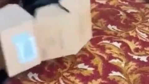 Funny cats😹😹😹